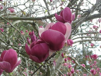 magnolia tree in bloom. is Tulip+tree+in+loom